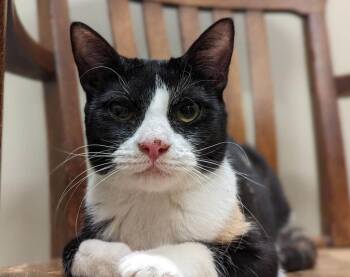 Rescue Domestic Short Hair Cats for Adoption in Martinsburg, West Virginia - Ophelia | PetCurious