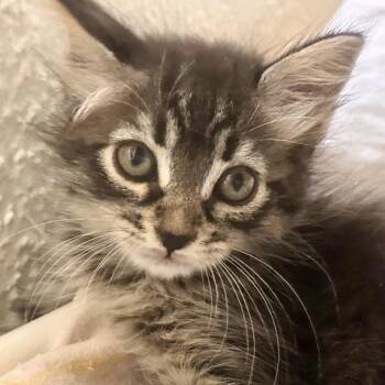 Vixie* -  Domestic Short Hair Cat for Adoption in San Gabriel, California - Vixie* | PetCurious