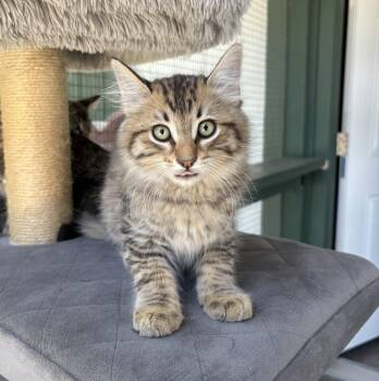 Tabby Cats Available for Adoption in Lathrop, California - Truffle | PetCurious