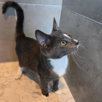 Jackson -  Domestic Short Hair Cat for Adoption in Centerville, Tennessee - Jackson | PetCurious