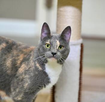 Dilute Calico Cats Available for Adoption in Falmouth, Maine - Remy | PetCurious
