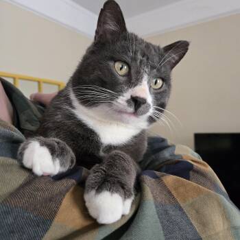 Domestic Short Hair Cats Available for Adoption in Calgary, Alberta - Finland | PetCurious