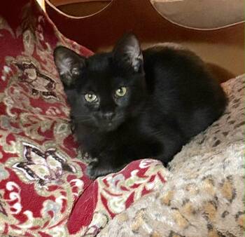 Amara -  Domestic Medium Hair Cat for Adoption in Social Circle, Georgia - Amara | PetCurious