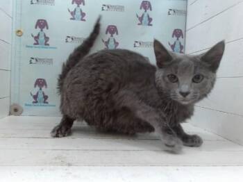 A603025 -  Domestic Short Hair Cat for Adoption in Orlando, Florida - A603025 | PetCurious