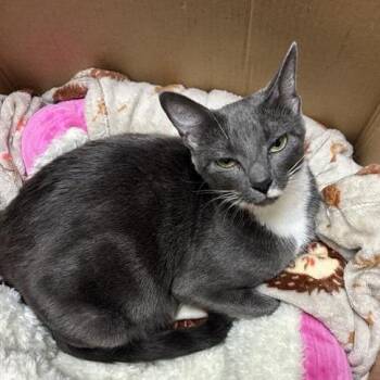 Ms. Birdie -  Domestic Short Hair Cat for Adoption in Tempe, Arizona - Ms. Birdie | PetCurious