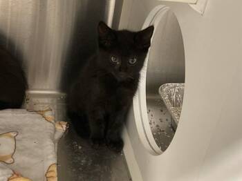 Domestic Short Hair Cats Available for Adoption in Tustin, California - JAKE | PetCurious