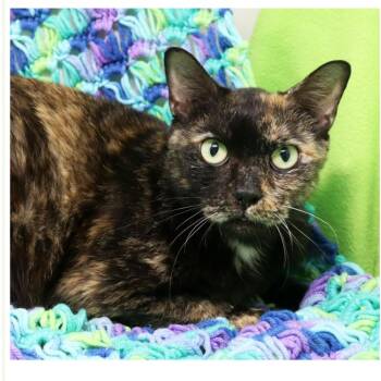 Liana -  Domestic Short Hair Cat for Adoption in NEW PT RICHEY, Florida - Liana | PetCurious