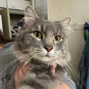Domestic Medium Hair Cats Available for Adoption in Pekin, Illinois - Monica | PetCurious
