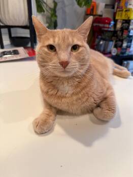 American Shorthair Cats Available for Adoption - Barnaby | PetCurious