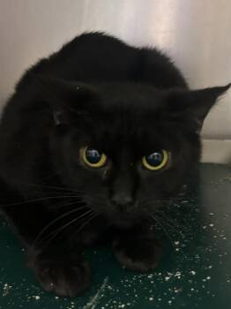 Domestic Short Hair Cats Available for Adoption in New Cumberland, West Virginia - Mimzi | PetCurious