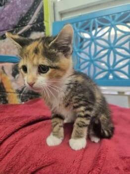 Cleo -  Domestic Medium Hair and Domestic Short Hair Cat for Adoption in Savannah, Georgia - Cleo | PetCurious