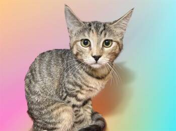 JAN -  Domestic Short Hair Cat for Adoption in Fort Lauderdale, Florida - JAN | PetCurious