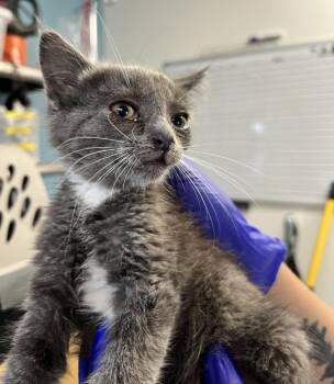 Shizuku -  Domestic Short Hair Cat for Adoption in Vallejo, California - Shizuku | PetCurious