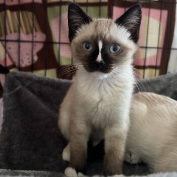Burrata -  Domestic Short Hair Cat for Adoption in Sunnyvale, California - Burrata | PetCurious