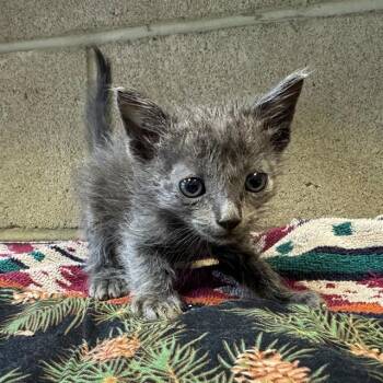 DINKY -  Domestic Short Hair Cat for Adoption in Riverside, California - DINKY | PetCurious