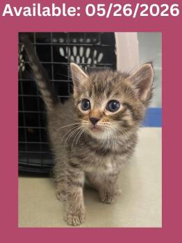 Cat Condo #10 -  Domestic Short Hair Cat Available for Adoption in Greenville, Texas - Cat Condo #10 | PetCurious