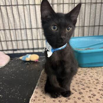 Jordan 3 -  Domestic Short Hair Cat for Adoption in Melrose, Florida - Jordan 3 | PetCurious