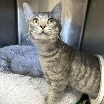 Rescue Domestic Medium Hair Cats for Adoption in Stephenville, Texas - Songbird | PetCurious