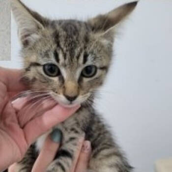 Rescue Domestic Short Hair Cats for Adoption in Washington, District Of Columbia - Susan Kittens: Leo (fka Kitten 1) | PetCurious