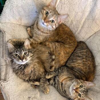 Domestic Medium Hair Cats Available for Adoption - Jude | PetCurious