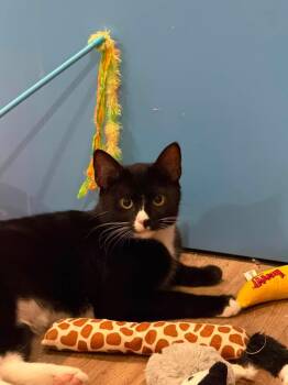 Poppy -  Domestic Short Hair Cat for Adoption in Canton, Massachusetts - Poppy | PetCurious