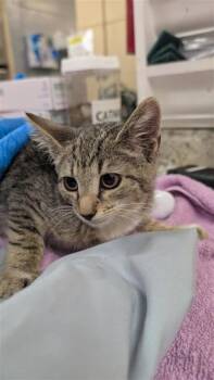 Florence -  Domestic Short Hair Cat for Adoption in Largo, Florida - Florence | PetCurious
