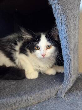 Kenzie -  Domestic Long Hair Cat for Adoption in Yankton, South Dakota - Kenzie | PetCurious
