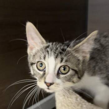 Tilly -  Domestic Short Hair Cat for Adoption in Buffalo, New York - Tilly | PetCurious