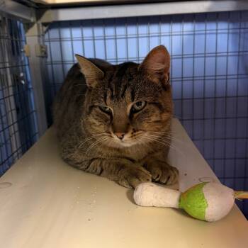 Rescue Domestic Short Hair Cats for Adoption in Tipton, Iowa - Tommy | PetCurious