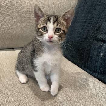 Rescue Domestic Short Hair Cats for Adoption in Philadelphia, Pennsylvania - Hemingway | PetCurious