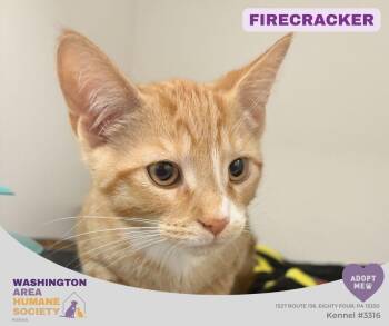 Firecracker -  Domestic Short Hair Cat for Adoption in Eighty Four, Pennsylvania - Firecracker | PetCurious