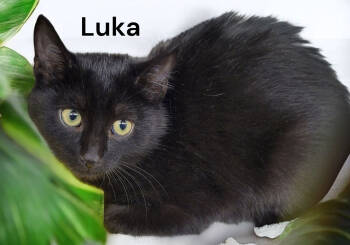 Rescue Domestic Short Hair Cats for Adoption in Weems, Virginia - Luka | PetCurious