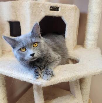Maggie -  Domestic Medium Hair Cat Available for Adoption in Black Eagle, Montana - Maggie | PetCurious