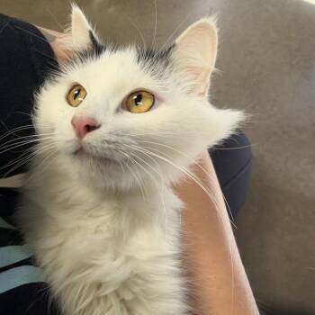 Porch Pizza -  Domestic Medium Hair Cat for Adoption in Davenport, Iowa - Porch Pizza | PetCurious