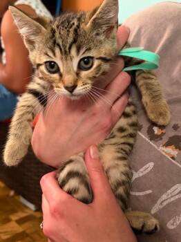 Aurora- Teal -  Abyssinian Cat for Adoption in Charlotte, Michigan - Aurora- Teal | PetCurious