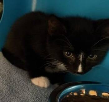 Domestic Long Hair Cats Available for Adoption in Windsor, Connecticut - 2026-24 Dorito | PetCurious