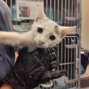 Kiyoko -  Domestic Short Hair Cat for Adoption in Lake Panasoffkee, Florida - Kiyoko | PetCurious