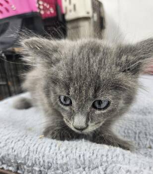 Timmy -  Domestic Short Hair Cat for Adoption in Dyersburg, Tennessee - Timmy | PetCurious