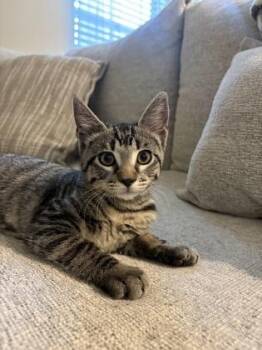 BabaYaga -  Domestic Short Hair Cat for Adoption in Covington, Louisiana - BabaYaga | PetCurious