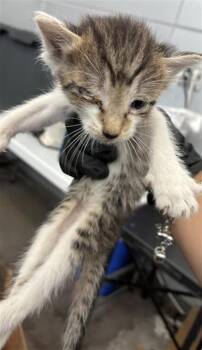 HUGO -  Domestic Short Hair Cat for Adoption in Dallas, Texas - HUGO | PetCurious