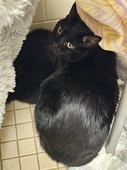 SCELA -  Domestic Short Hair Cat for Adoption in Clyde, North Carolina - SCELA | PetCurious