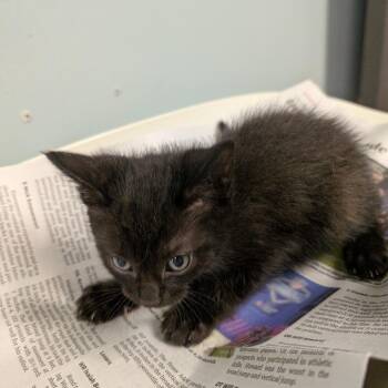 Domestic Short Hair Cats Available for Adoption in Columbia, Missouri - Shadowheart | PetCurious