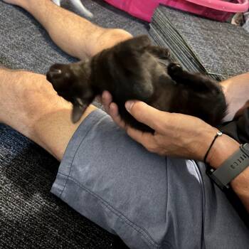 Jet -  Domestic Short Hair Cat for Adoption in Sarasota, Florida - Jet | PetCurious