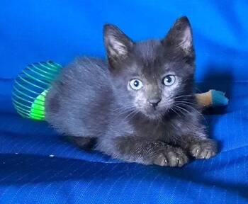Kitten Heavenly -  Domestic Short Hair Cat for Adoption in Seal Beach, California - Kitten Heavenly | PetCurious