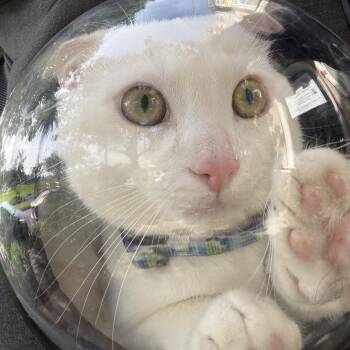 Domestic Short Hair Cats Available for Adoption in San Francisco, California - Sweet Pea | PetCurious