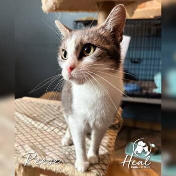 Reese -  Domestic Short Hair Cat for Adoption in Youngwood, Pennsylvania - Reese | PetCurious