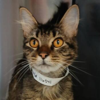 Domestic Medium Hair Cats Available for Adoption in Birmingham, Alabama - Emerald | PetCurious