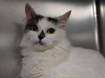Miss Wick -  Domestic Medium Hair Cat for Adoption in Portland, Oregon - Miss Wick | PetCurious