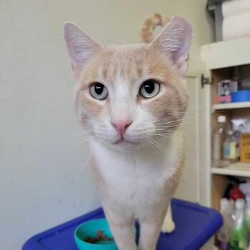 Domestic Short Hair Cats Available for Adoption - Norman | PetCurious