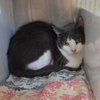 Josie -  Domestic Short Hair Cat for Adoption in Eureka Springs, Arkansas - Josie | PetCurious